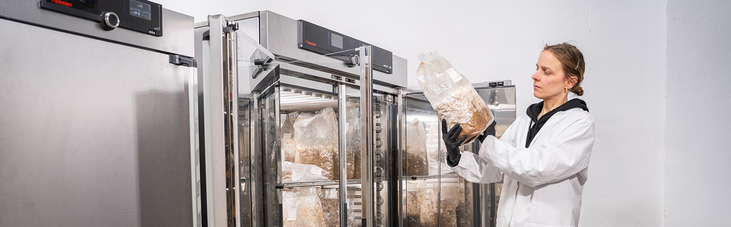 Entwicklung substratbasierter Pilzwerkstoffe