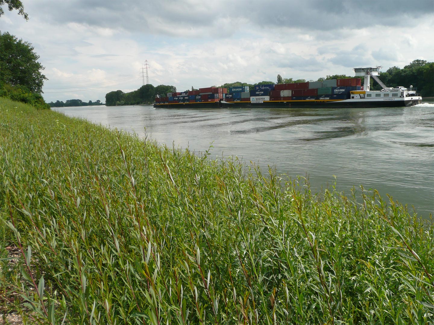Weidenspreitlage als naturnahe Ufersicherung am Rhein bei Worms.