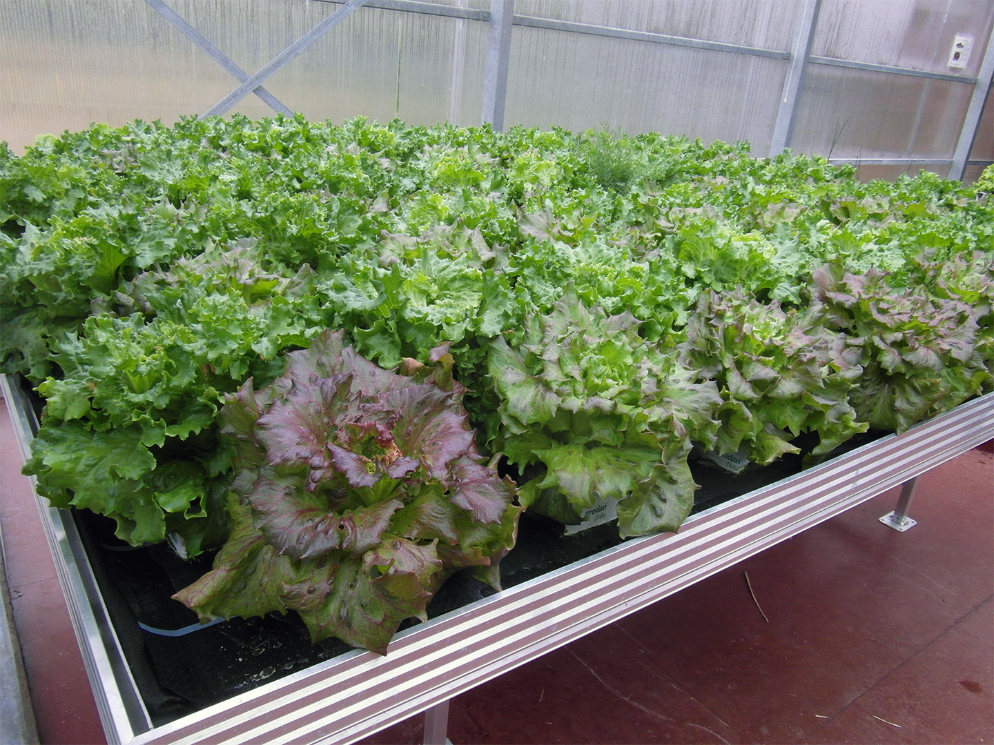 Roof Water-Farm. Roof Water-Farm: Salatanbau.