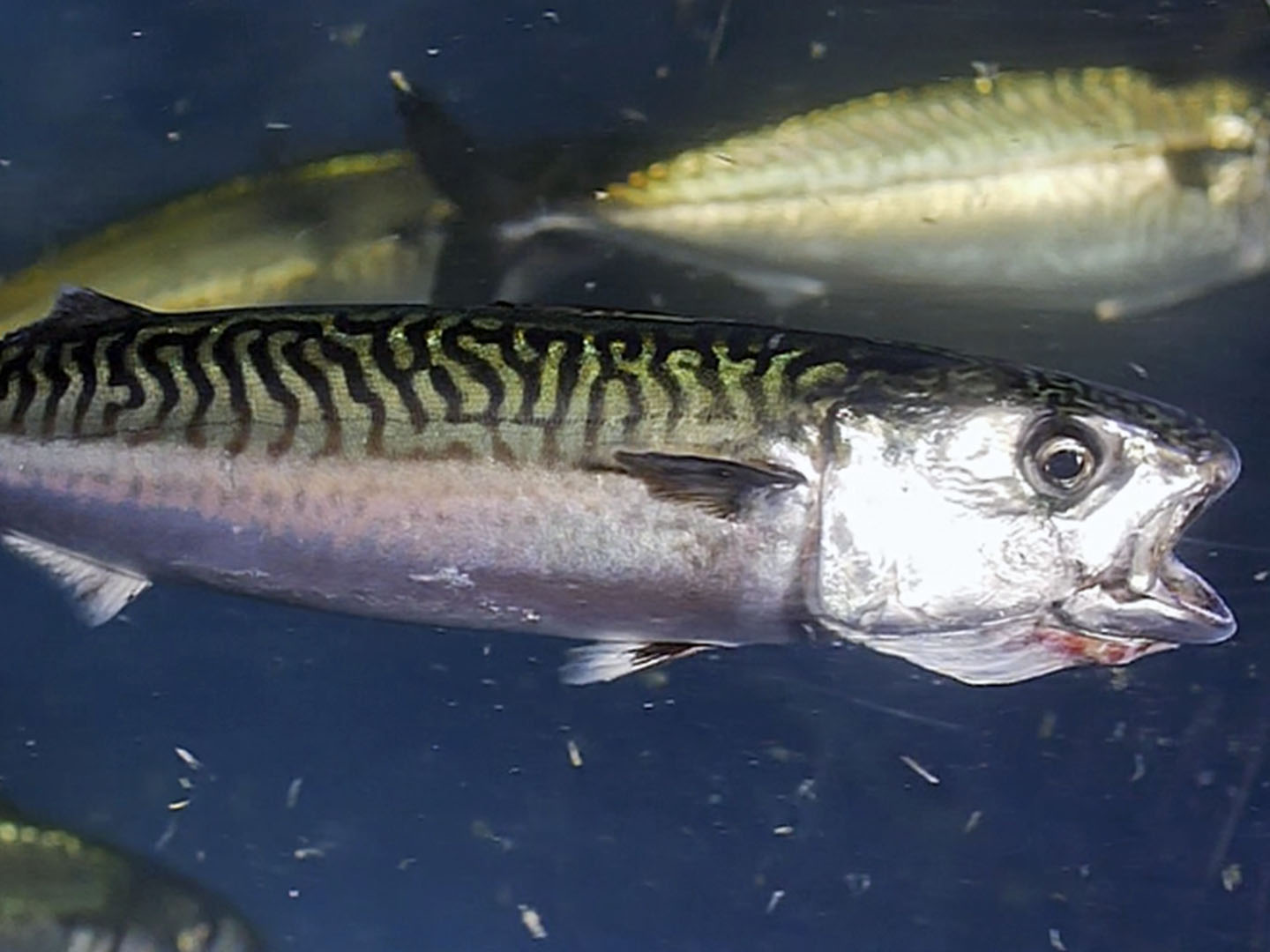 Filtrierende Fische schwimmen mit geöffnetem Maul durch das Wasser, um kleine Partikel herauszufiltern. 