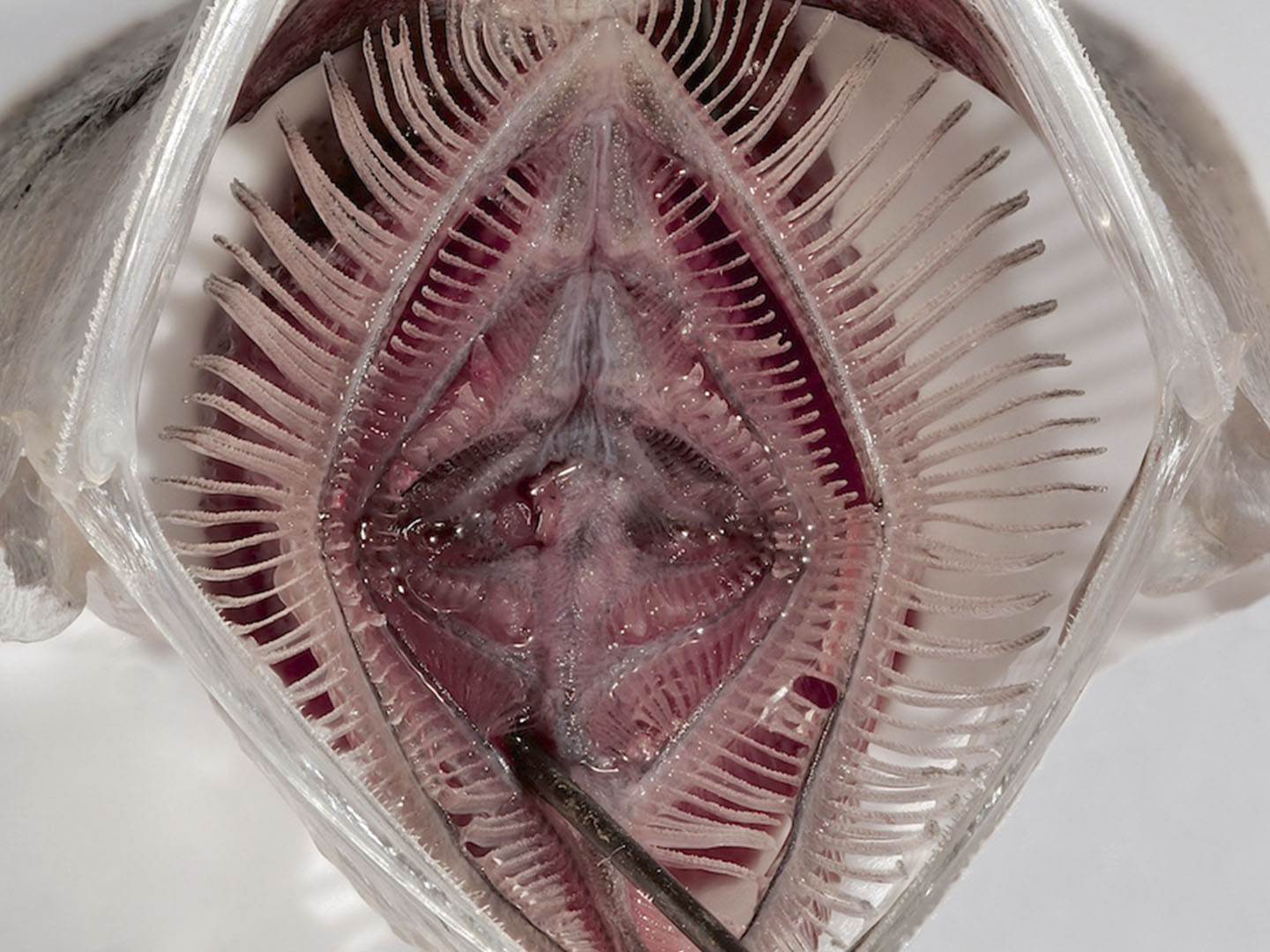 Blick ins geöffnete Maul einer Sardelle: Die Kiemenbögen haben verlängerte Kiemenrechen mit Dentikeln und bilden so ein feines Sieb.
