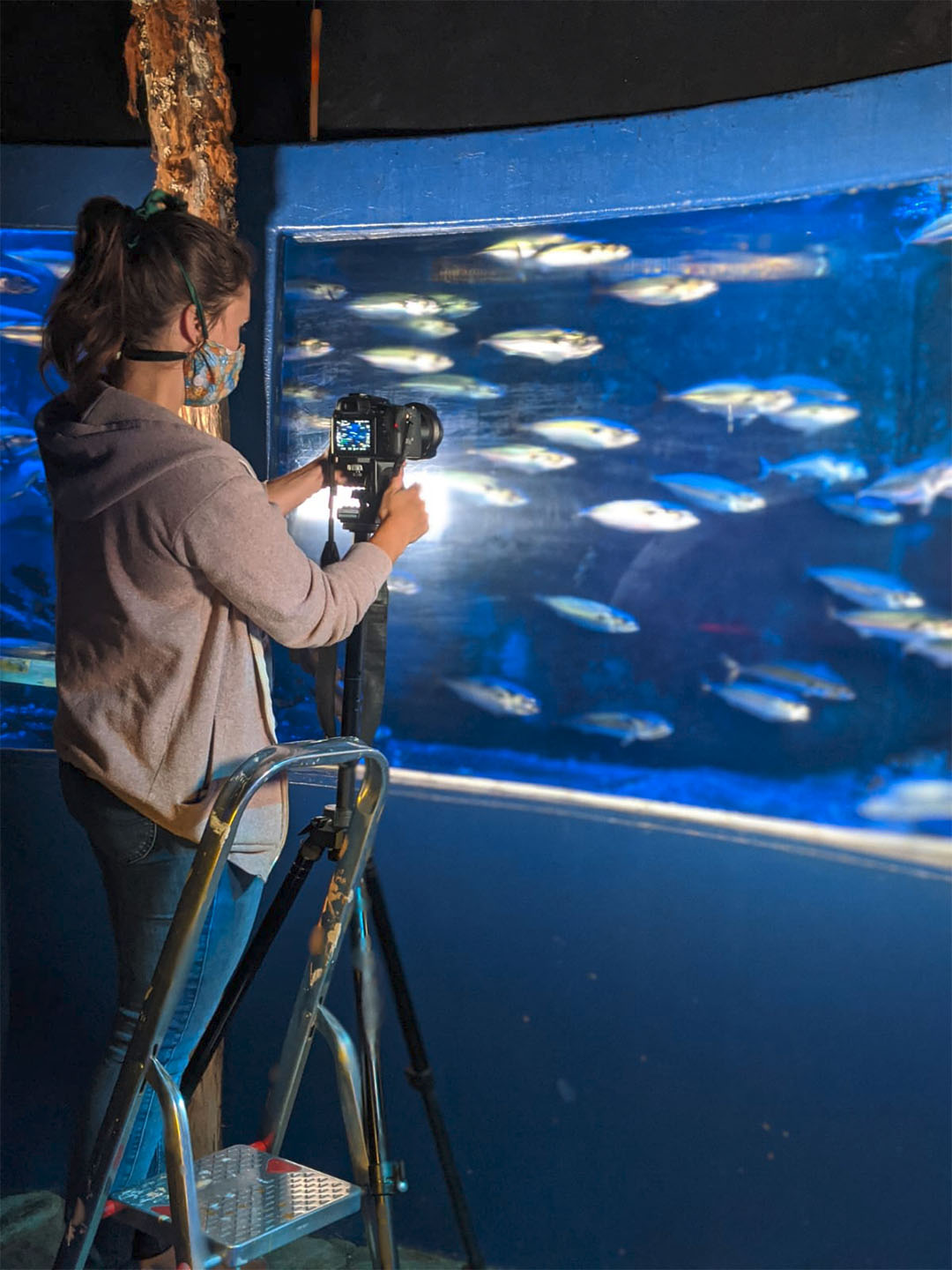 Leandra Hamann filmt filtrierende Makrelen im SeaLife Oberhausen.