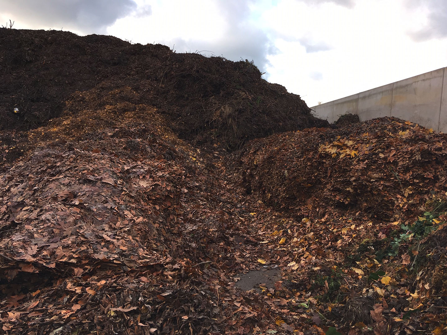 Im Herbst fallen große Mengen an Laub an.