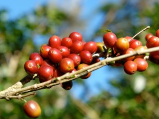 Kaffeekrischen an einem Zweig               