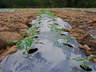 iMulch