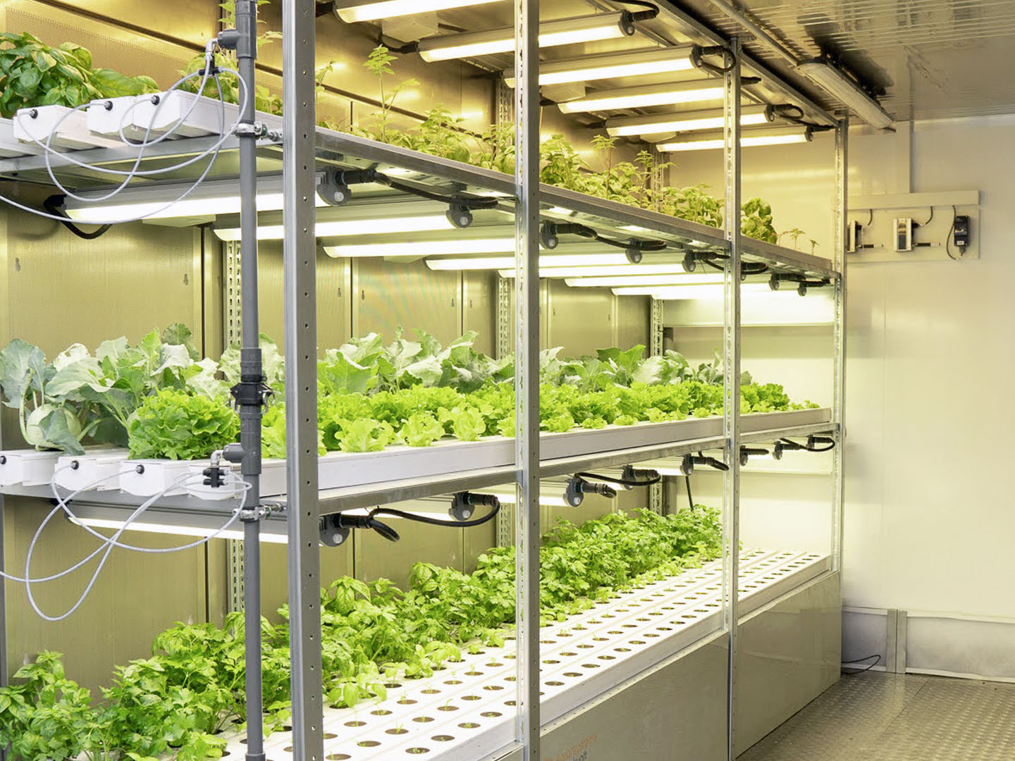 Lebensmittelproduktion: In einer vertikalen Kultivierung werden unterschiedliche in SUSKULT produzierten Flüssigdünger untersucht. Lebensmittelproduktion: In einer vertikalen Kultivierung werden unterschiedliche in SUSKULT produzierten Flüssigdünger untersucht.