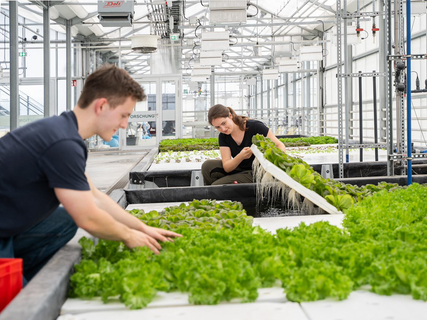 Alle verwendeten Kultivierungssysteme sind hydroponisch, d. h. die Pflanzen werden durch eine wässrige Lösung ernährt. Alle verwendeten Kultivierungssysteme sind hydroponisch, d. h. die Pflanzen werden durch eine wässrige Lösung ernährt.
