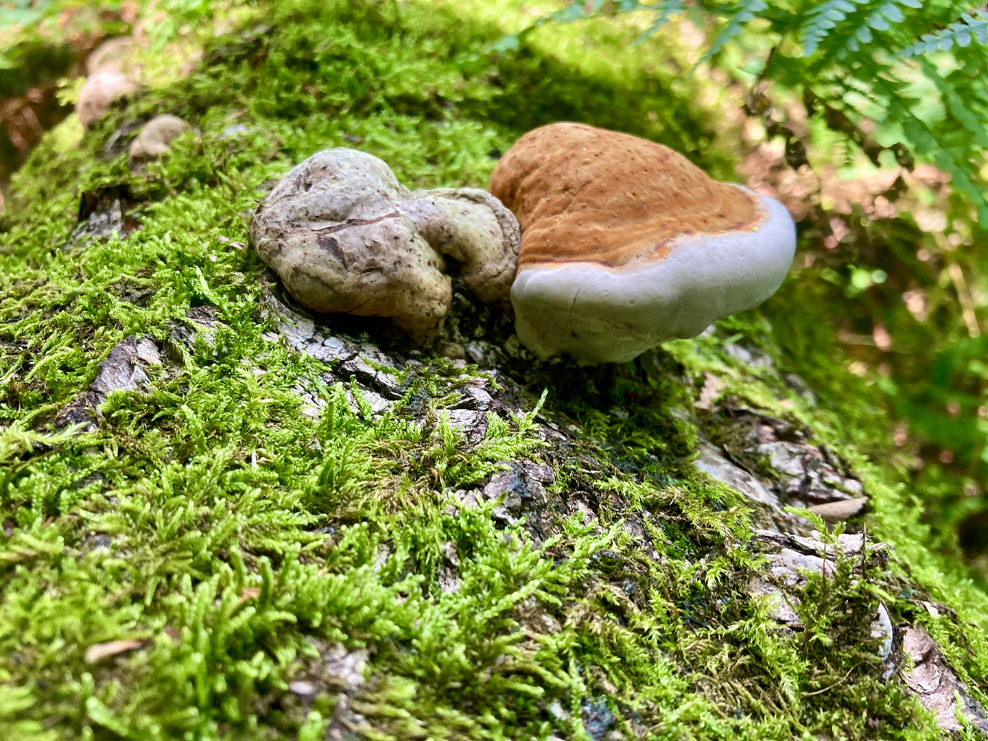 Biodiversität