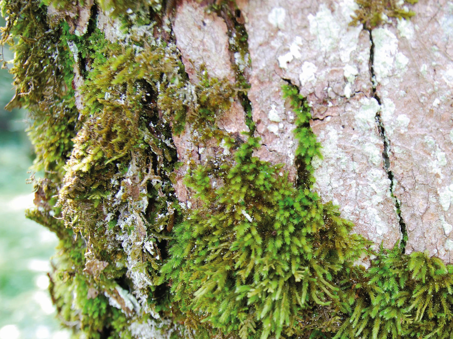 In its natural ecosystem, moss  often grows vertically on stones and bark. 