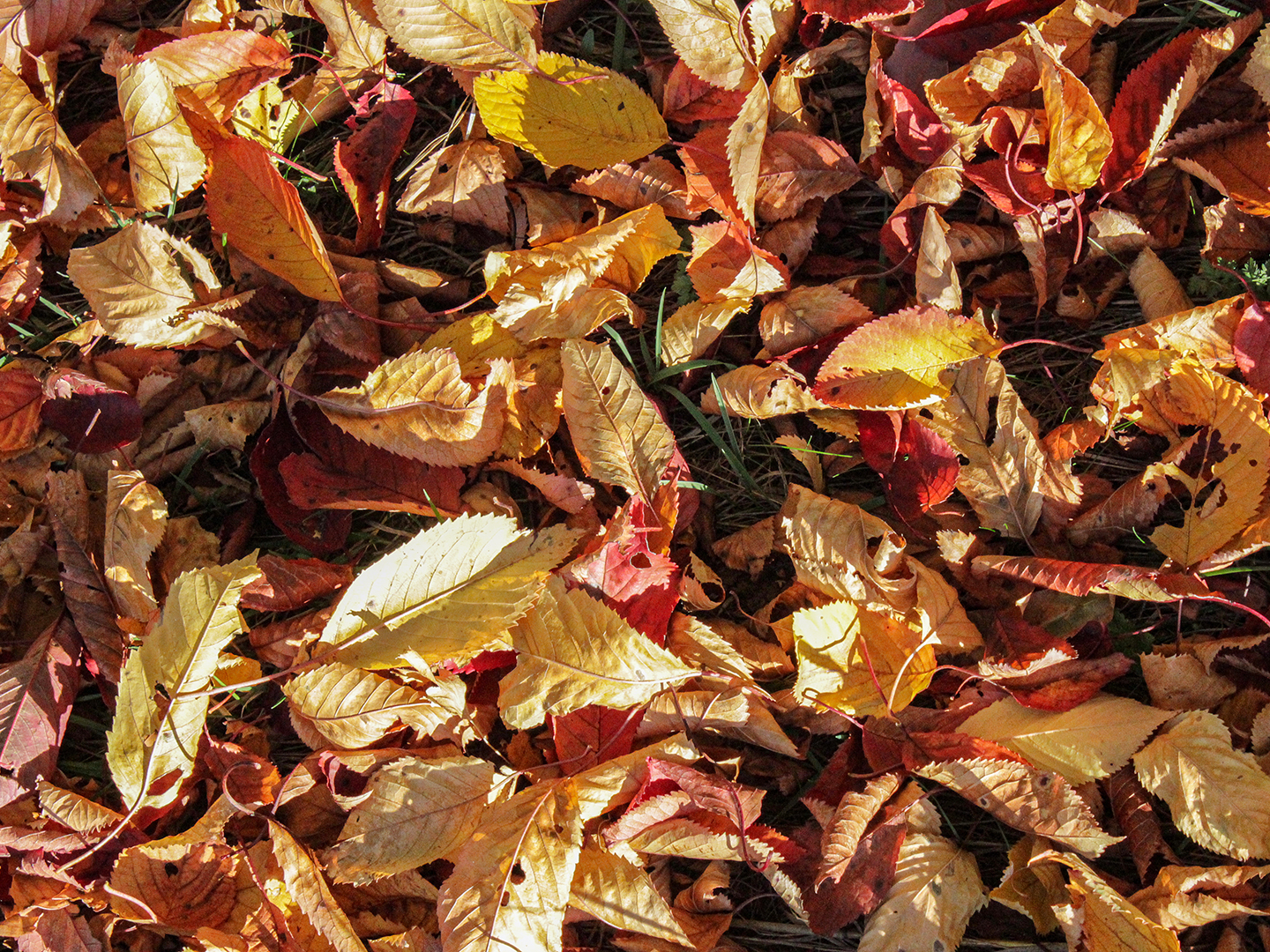 Raw material for the biogenic additives: autumn leaves.